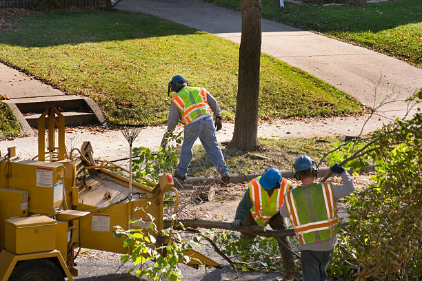 Best Large Tree Removal  in San Antonio Heights, CA